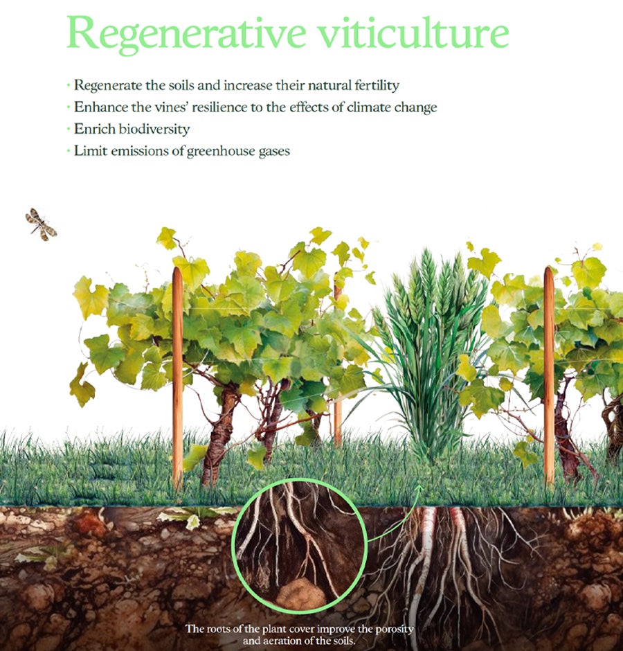 Regenerative Viticulture