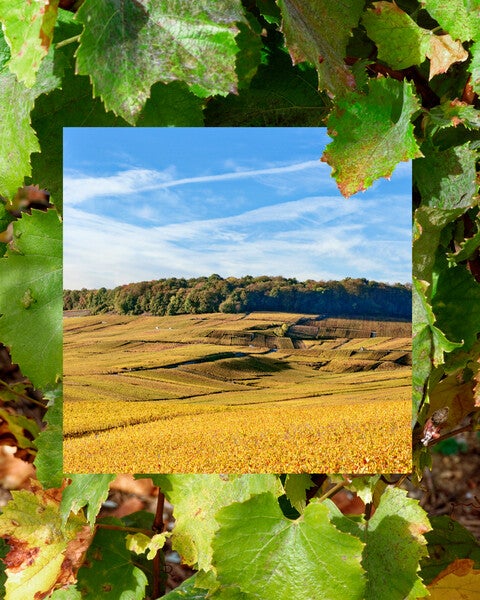 Vineyards in Autumn