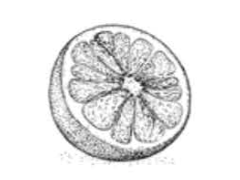 Grape Fruit