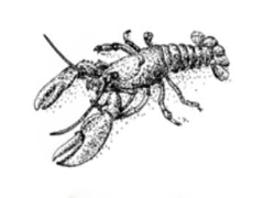 Ideal pairing - Lobster - Perrier-Jouët Belle Epoque 2016
