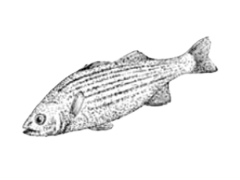 Seabass-bar-poisson