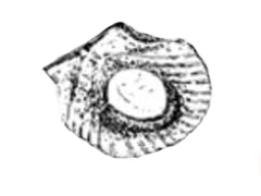 scallop-noix-de-saint-jacques