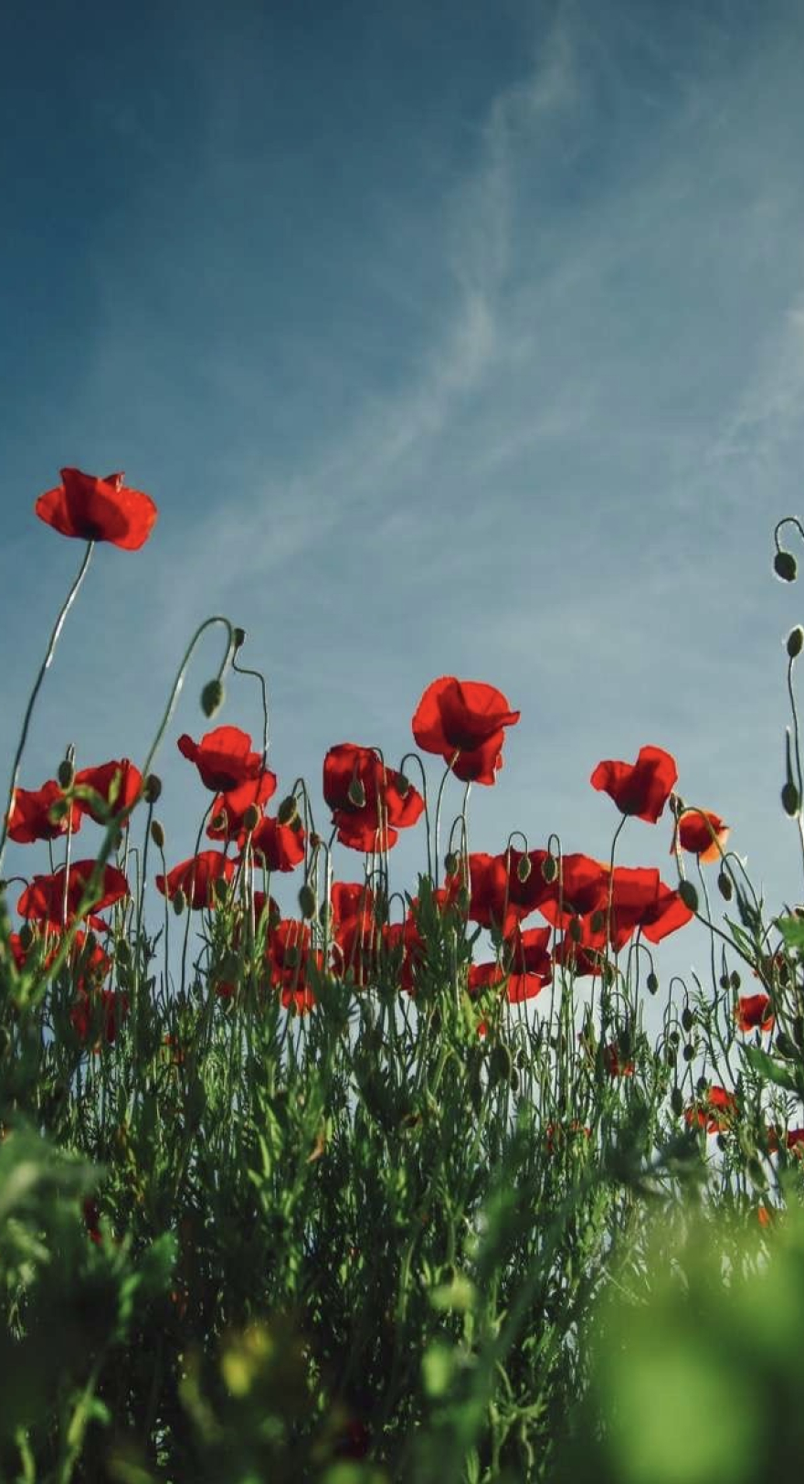 coquelicots 