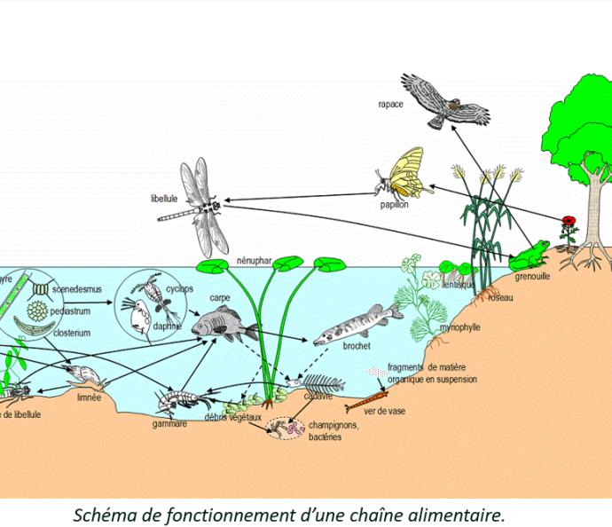 schéma biodiversité