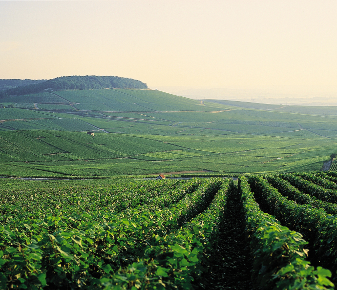 Vineyards