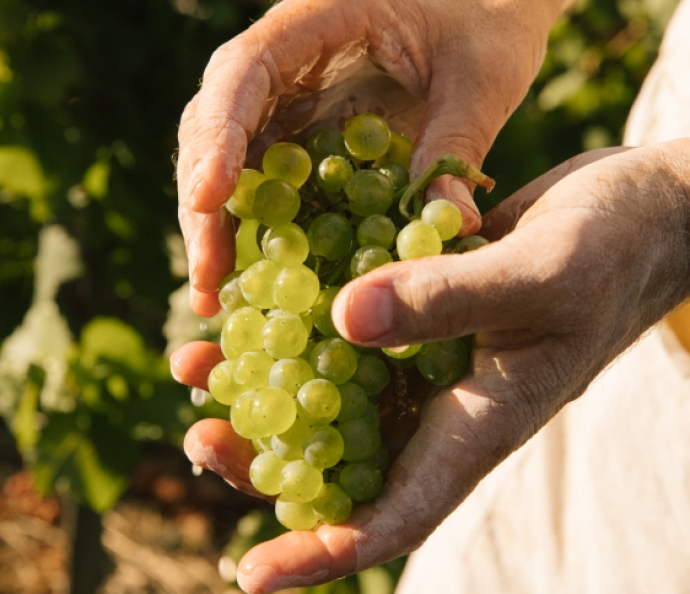vendanges