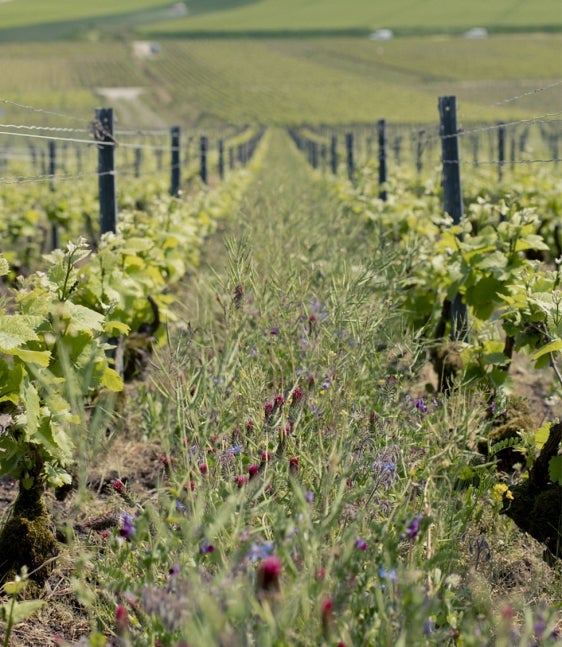 BSR Regenerative viticulture