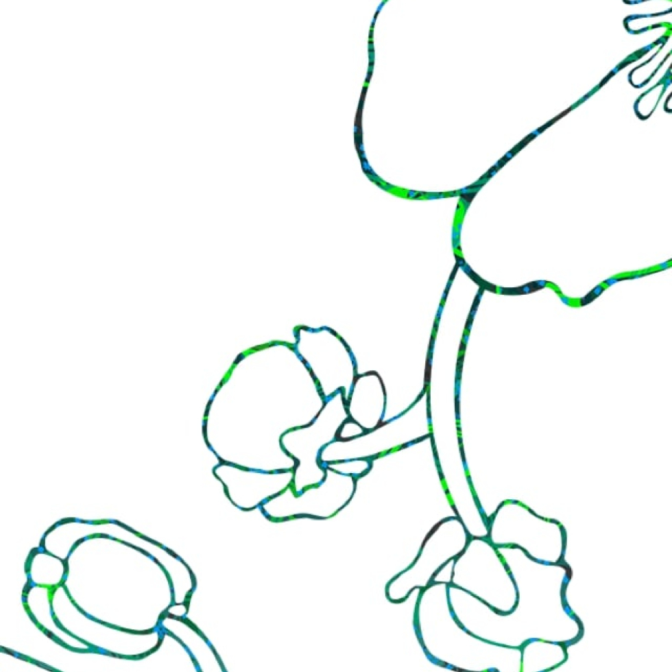 Anemone