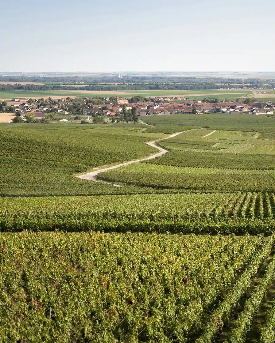 Vineyard in Ambonay