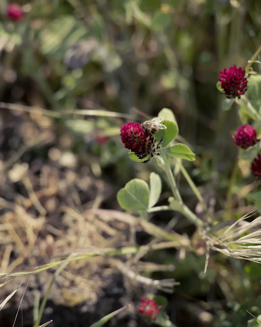 Flower crops