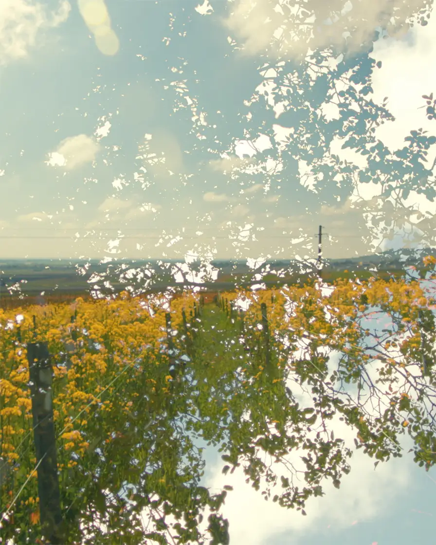 regenerative viticulture