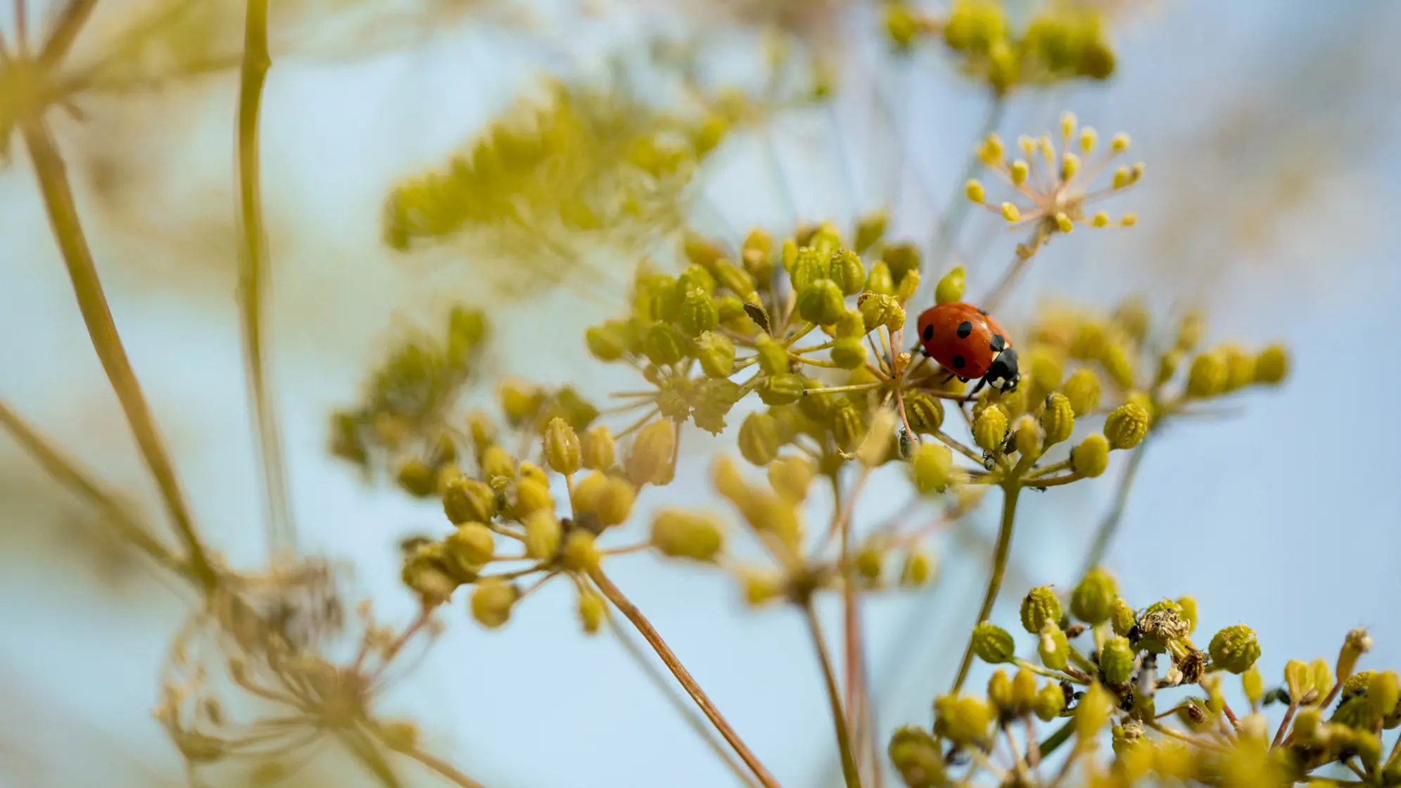 ladybug in our vineyard
