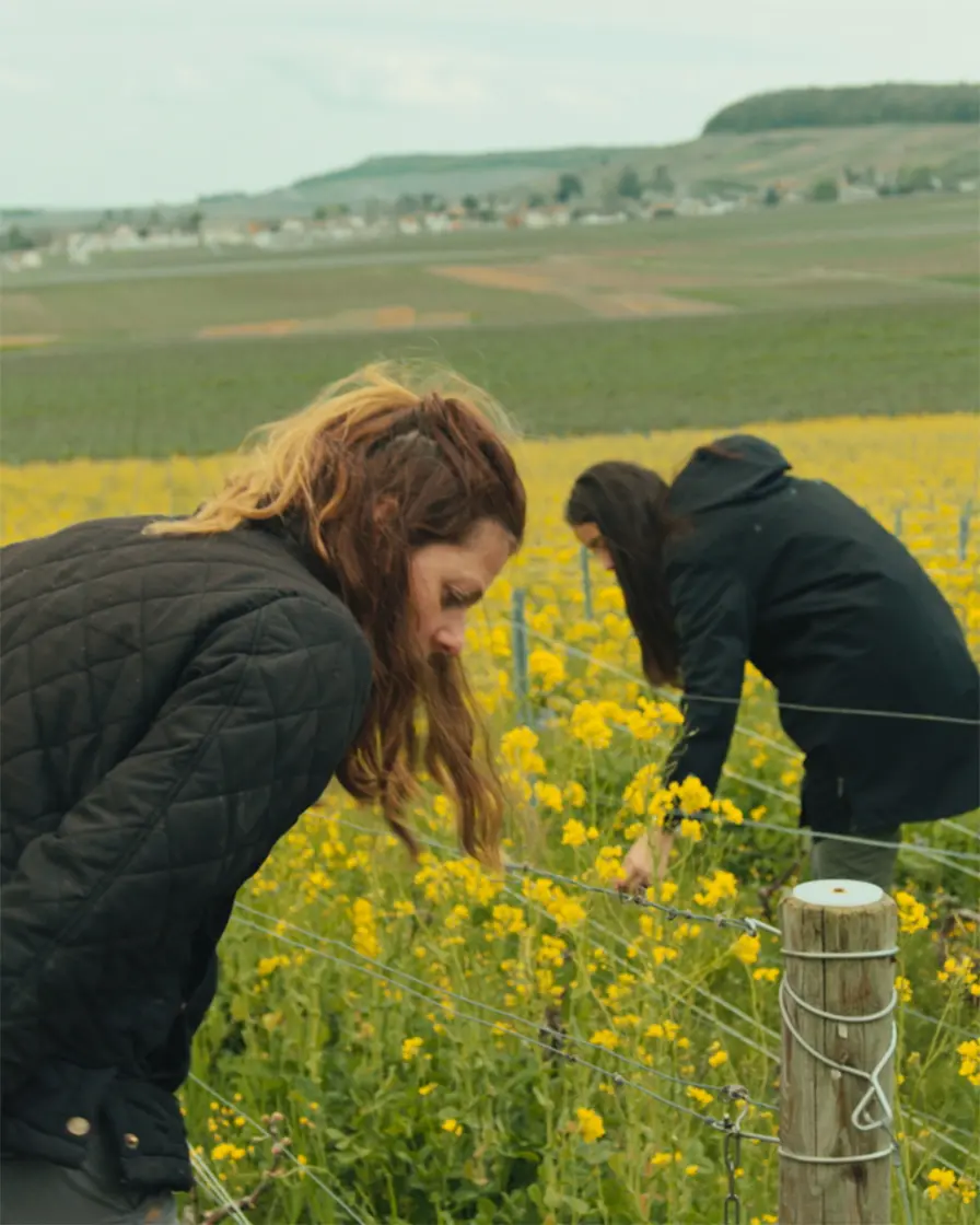 employees in the vineyards