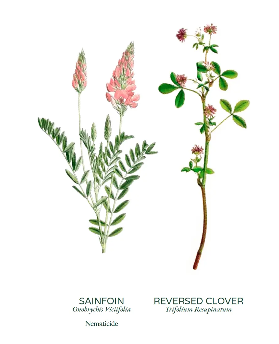 Flowering cover crops