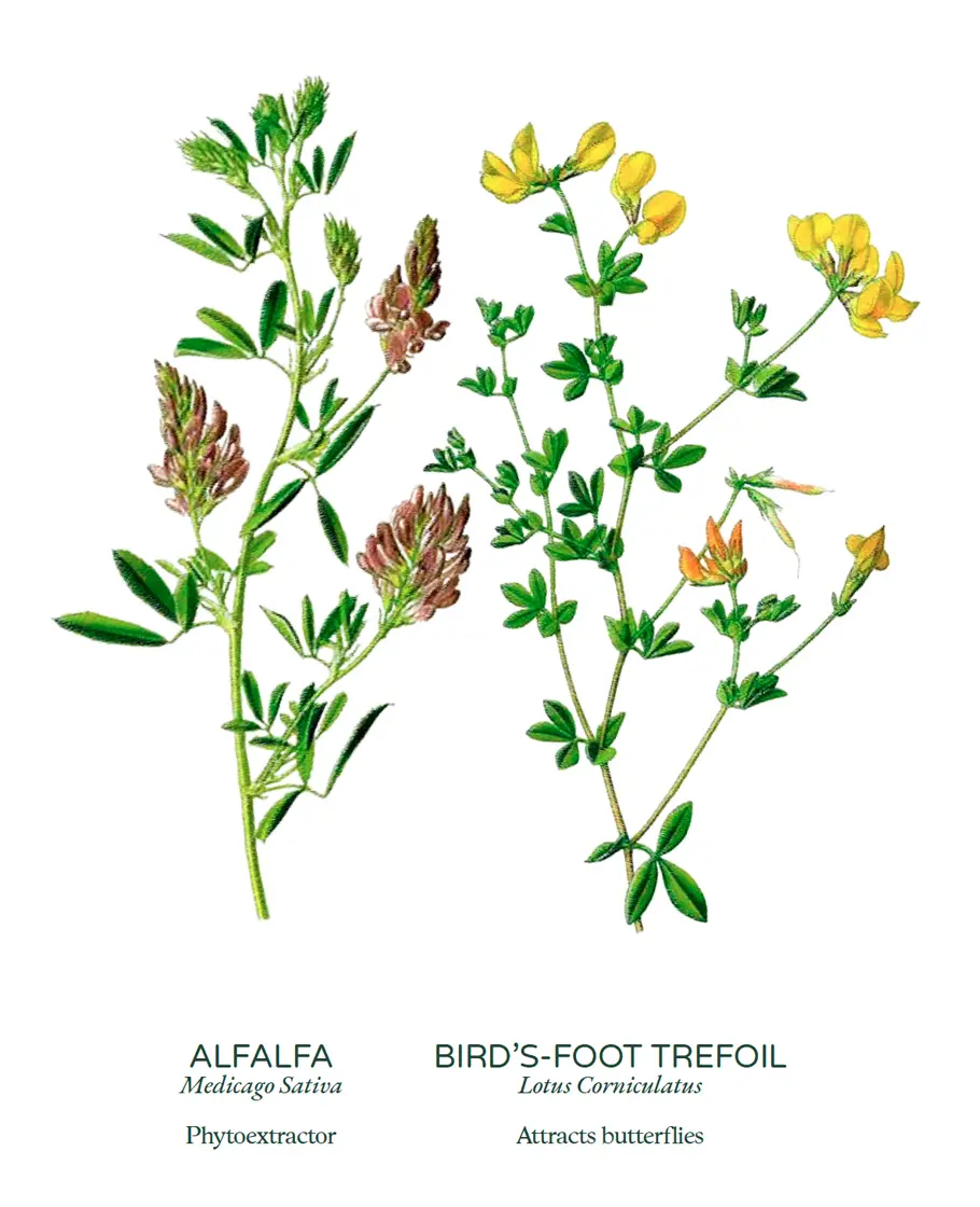 Flowering cover crops