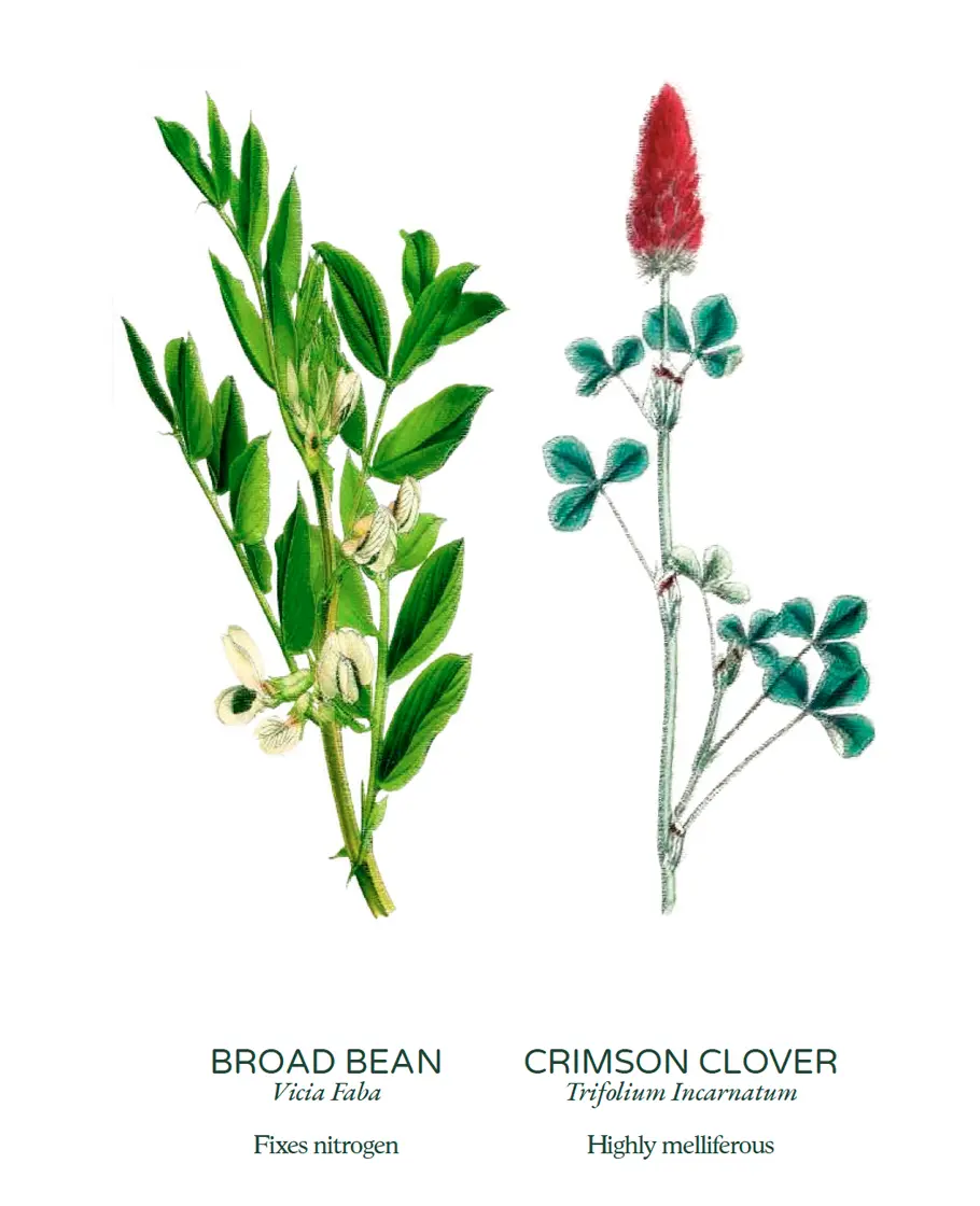 Biomass cover crops