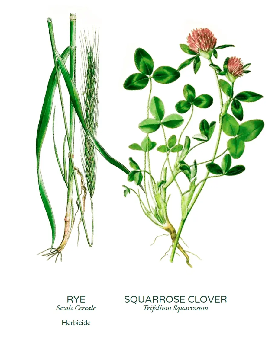 Biomass cover crops