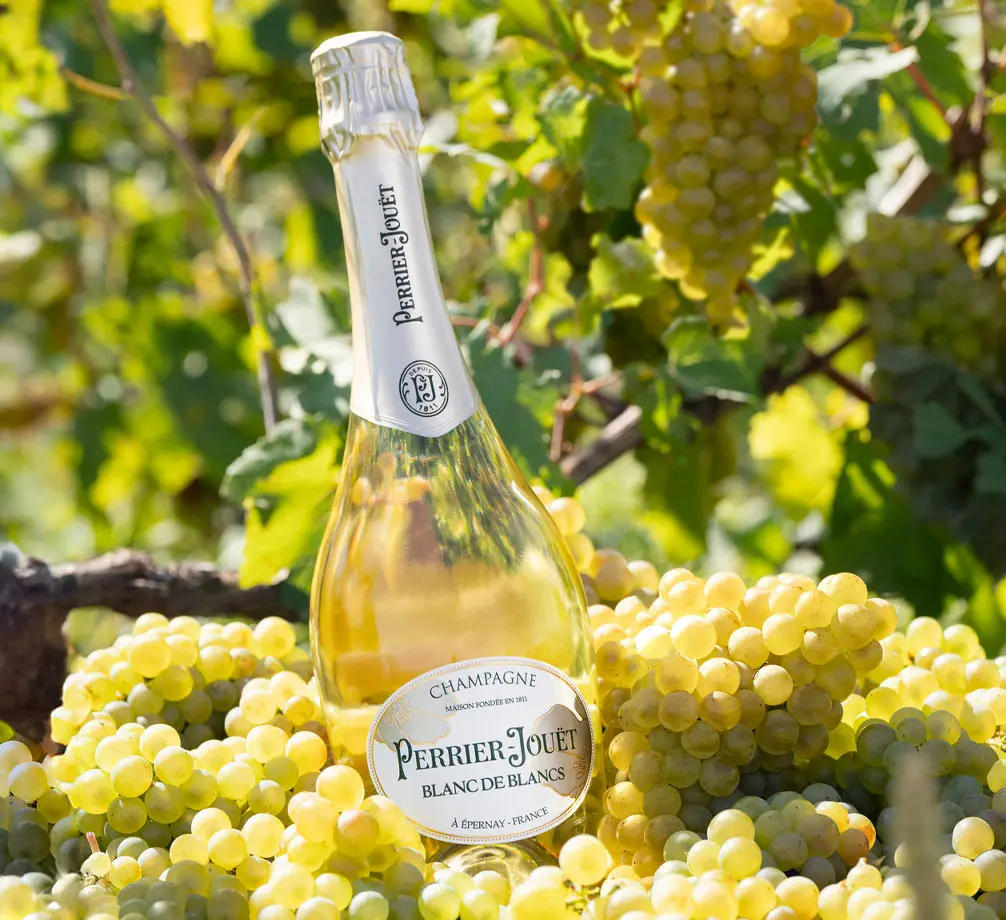 Blanc de Blancs in between grapes