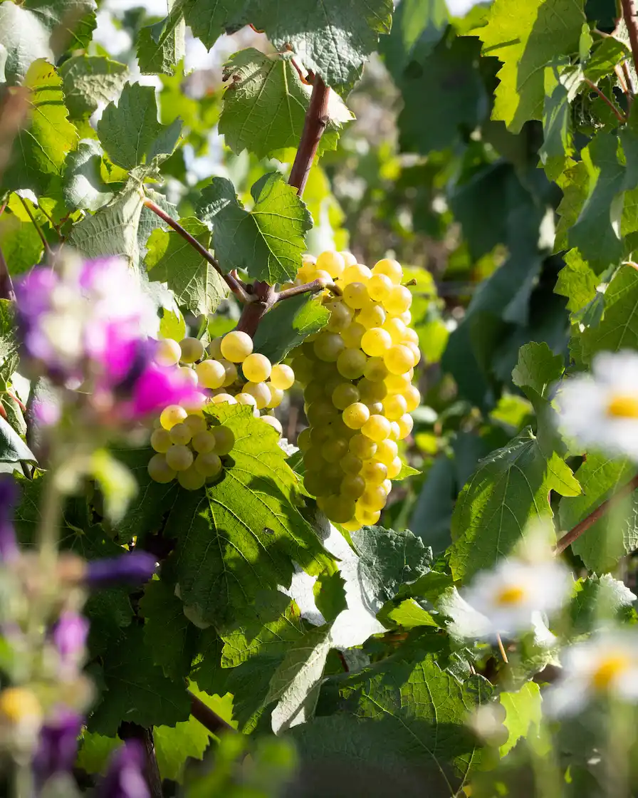 Close up on a grape