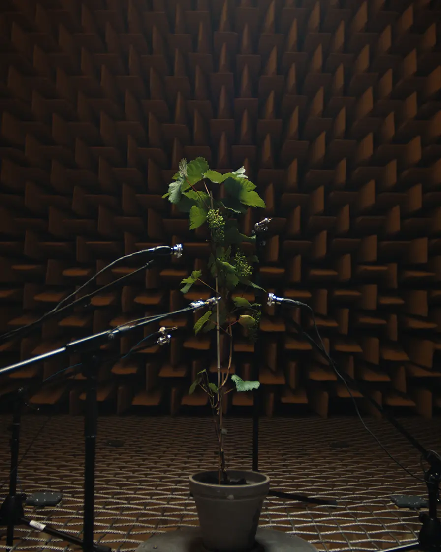 Listening to plants