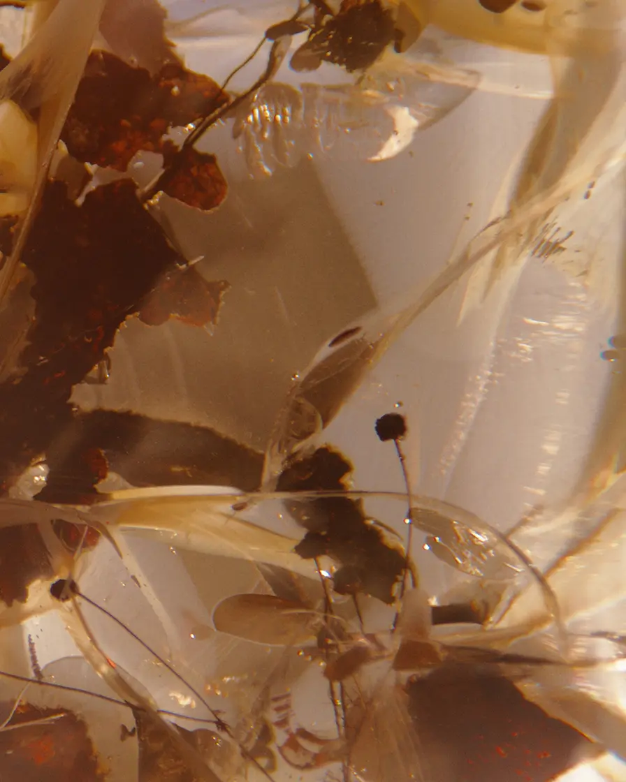 Plant Pulses close up