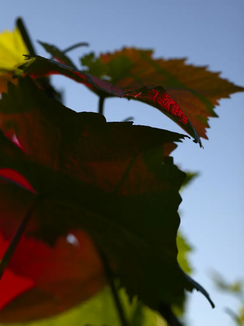 Picture by Viviane Sassen