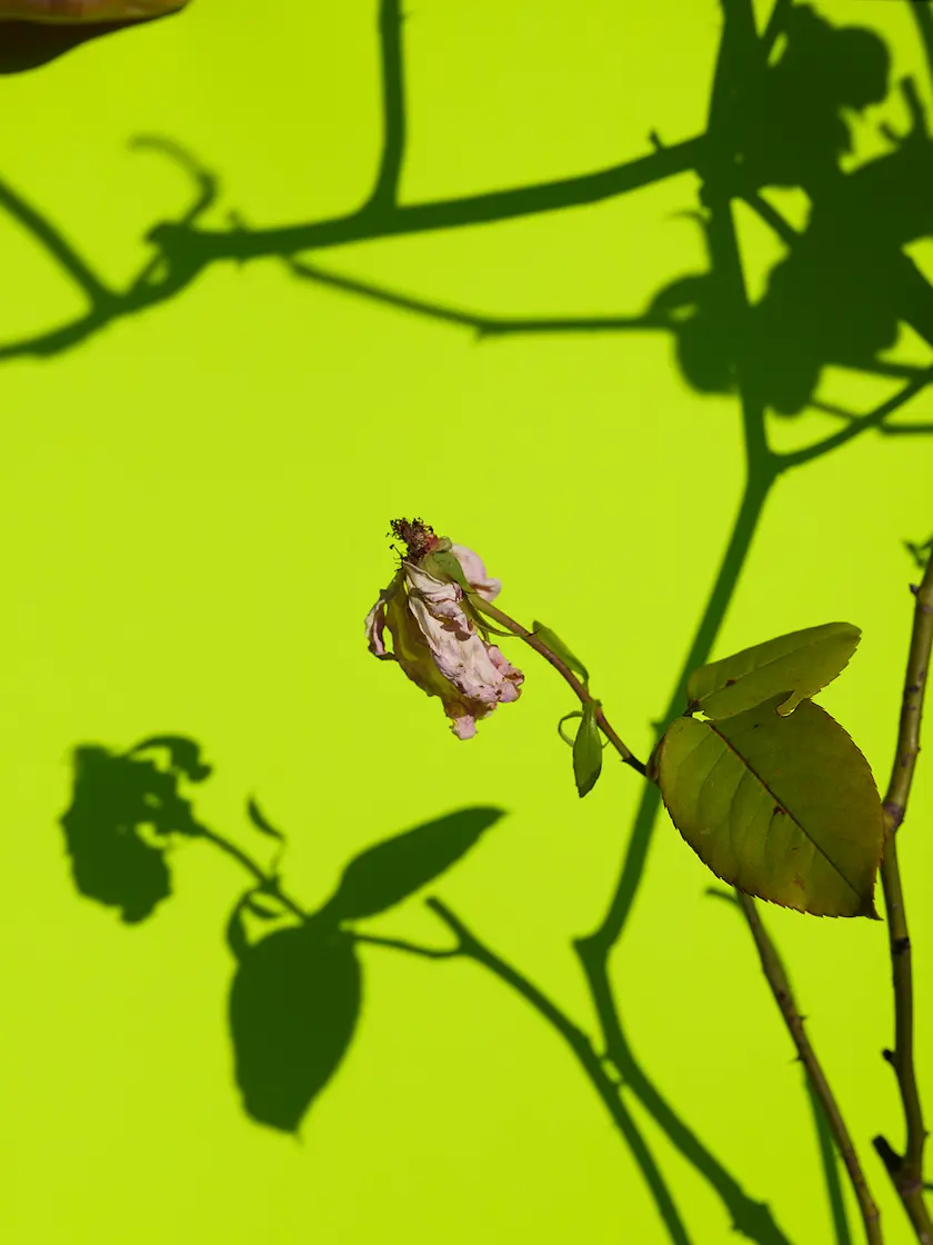 Picture by Viviane Sassen