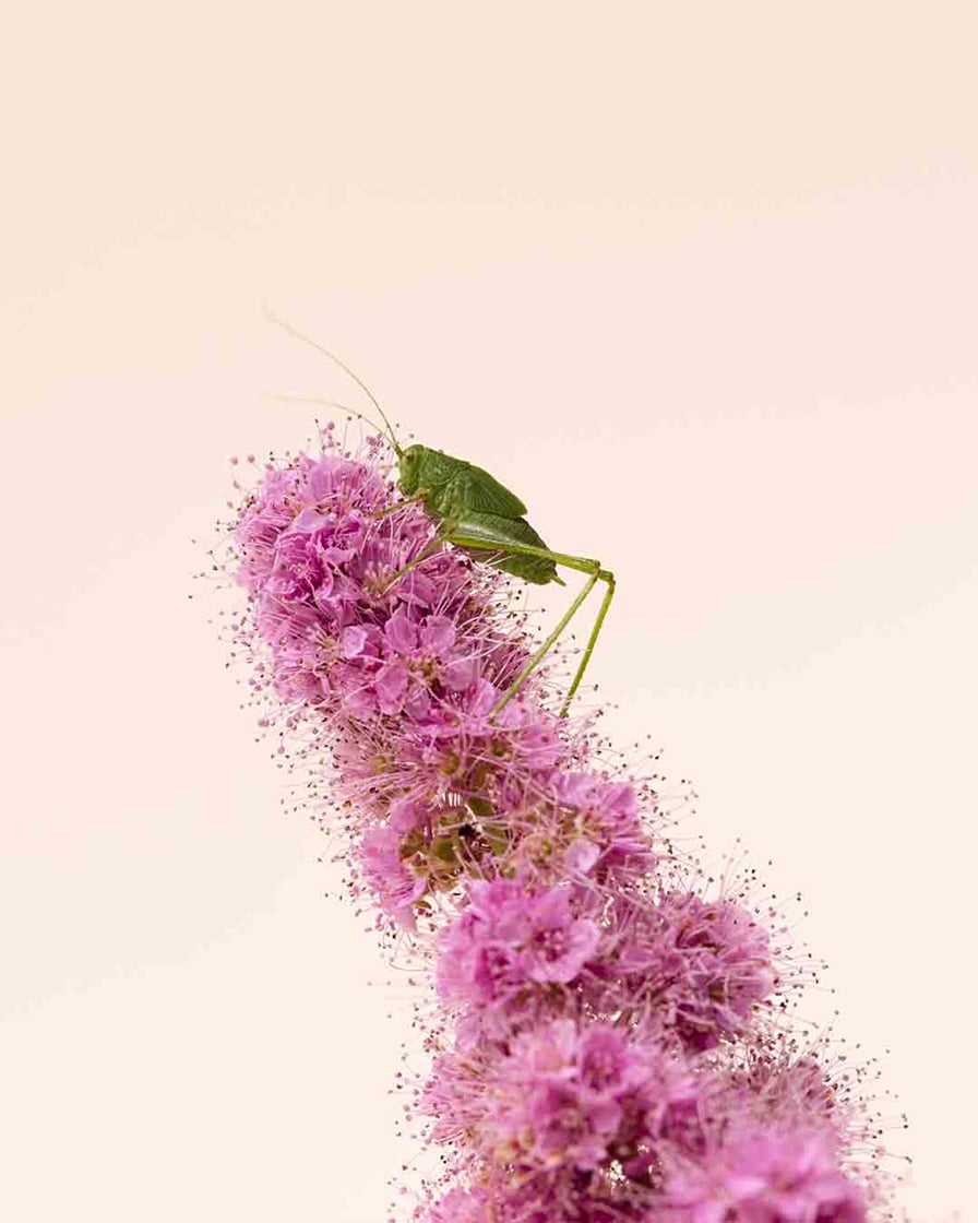 biodiversity in Ambonnay