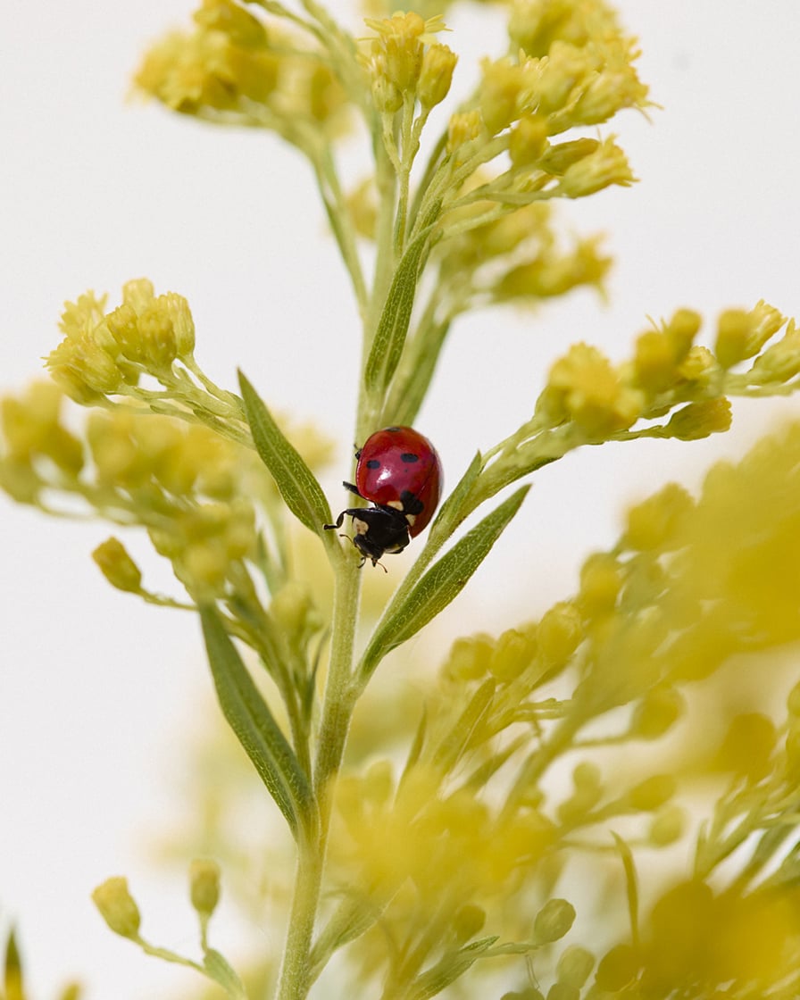 biodiversity in Ambonnay