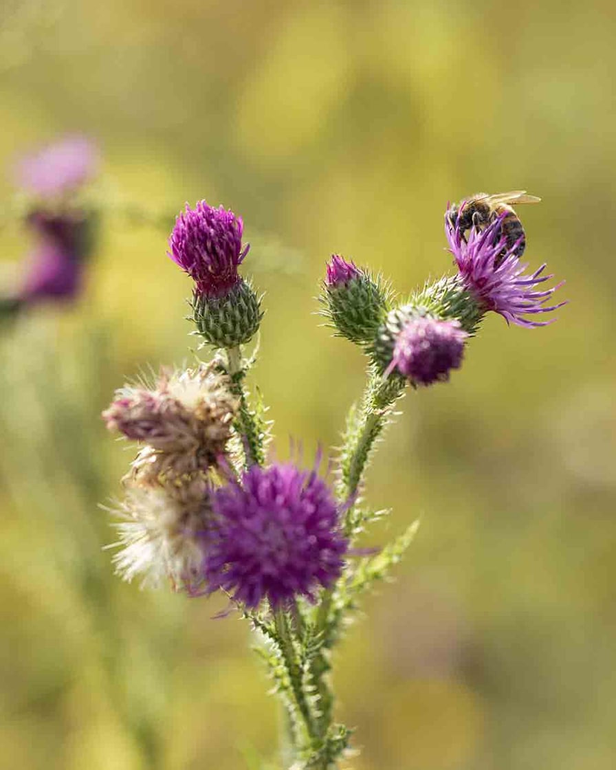 biodiversity in Ambonnay