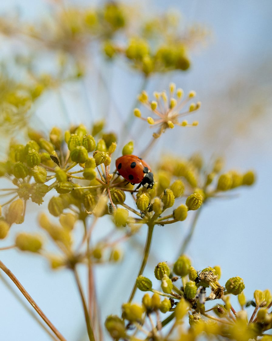 biodiversity in Ambonnay