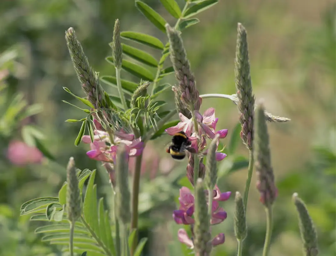 BSR bee in vineyard
