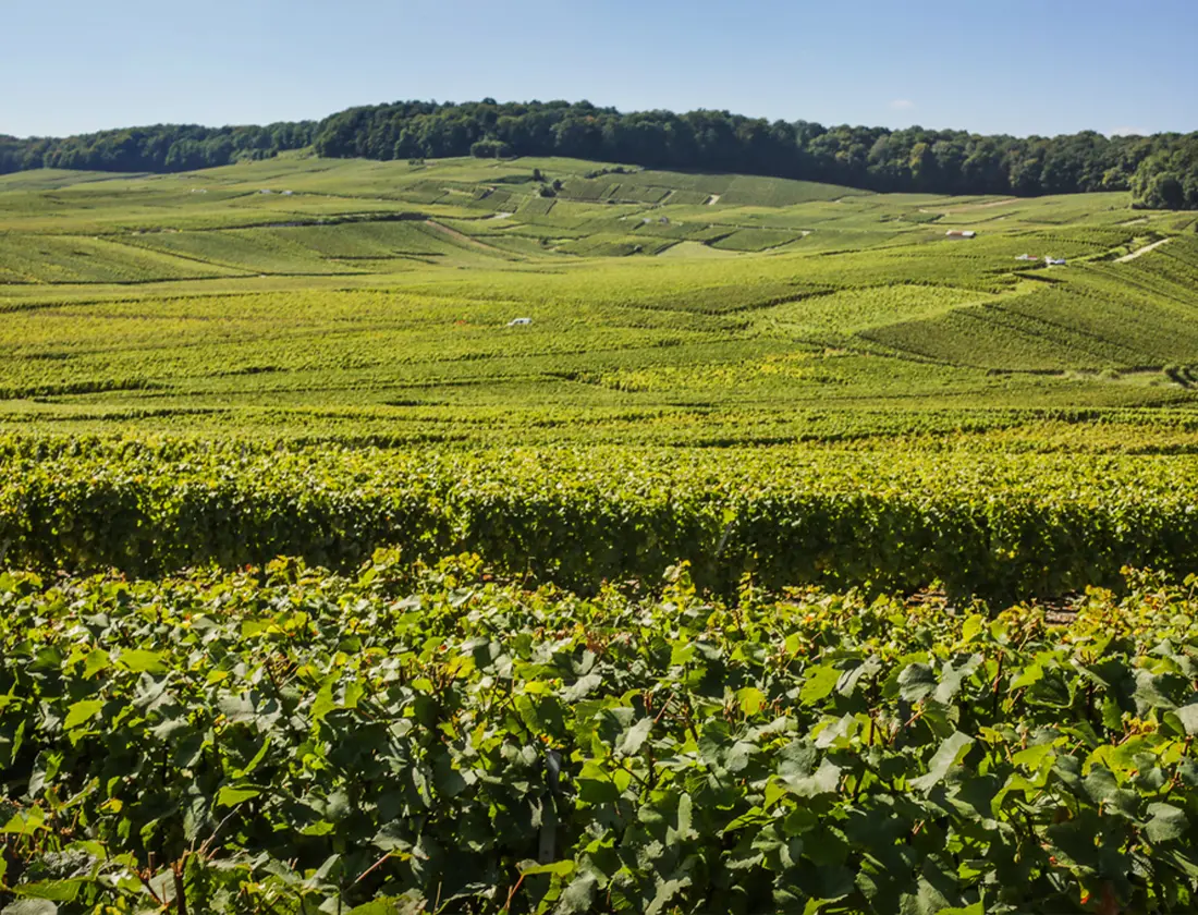 BSR vineyards