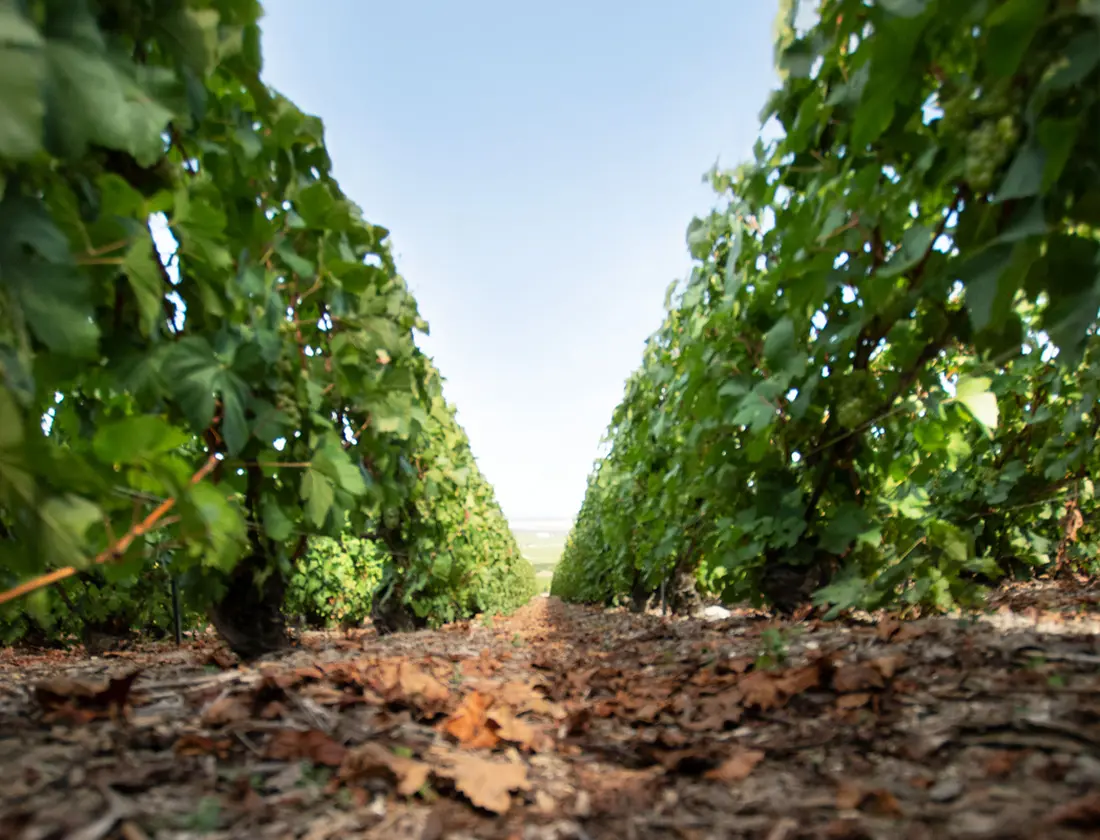 BSR vineyard