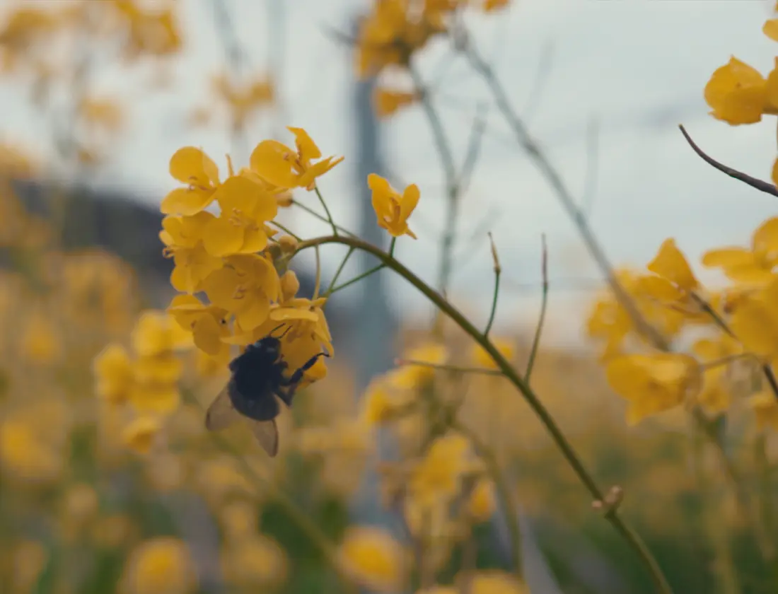 BSR bee in the vineyard