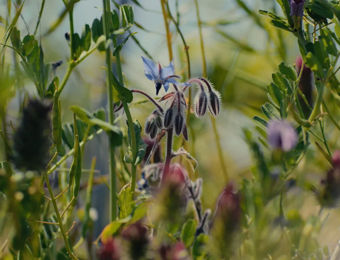 BSR vineyard close-up