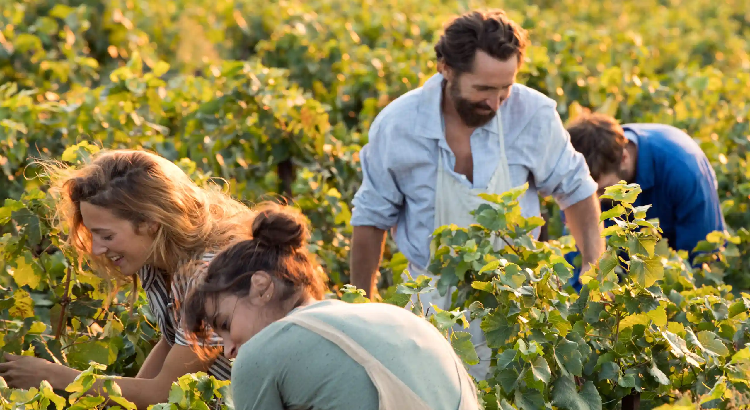People working in the vineyard